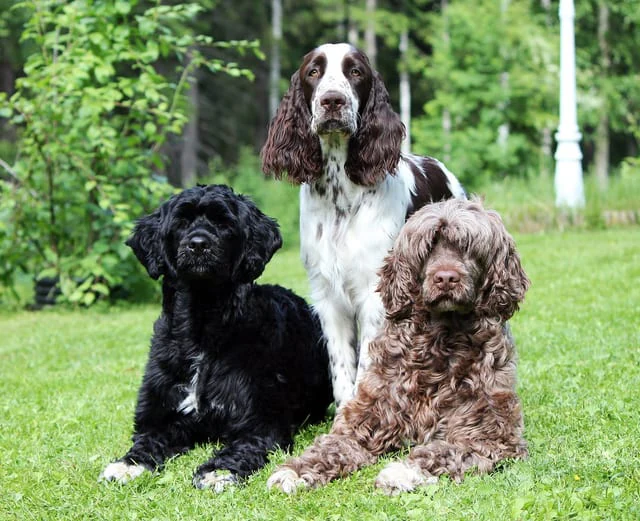 Dogs from Kennel Unlock